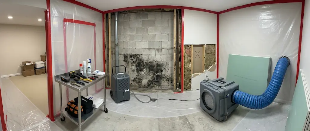 black mold removal